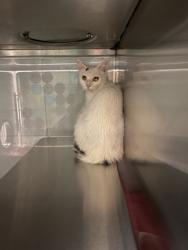 Shelter Stray Unknown Cat last seen Near Spooler Court, County/Unicorporated, NC, 1491 Business Park Ct, Gastonia, NC 28052, USA