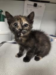 Shelter Stray Female Cat last seen E North Ave & S Sunnyside Ave, Fresno Zone Fresno CO 1A 93725, CA, 1510 W Dan Ronquillo Dr, Fresno, CA 93706, USA
