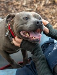 Shelter Stray Male Dog last seen Near WESLEY CHAPEL ROAD, 30034, GA, 3280 Chamblee Dunwoody Rd, Chamblee, GA 30341, USA