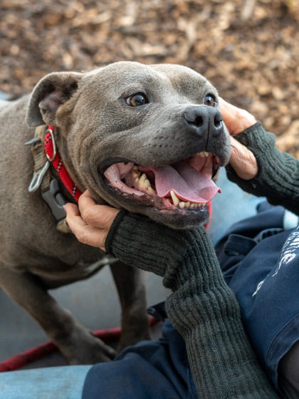 Shelter Stray Male Dog last seen Near WESLEY CHAPEL ROAD, 30034, GA, 3280 Chamblee Dunwoody Rd, Chamblee, GA 30341, USA