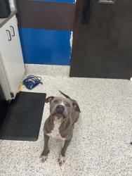 Shelter Stray Female Dog last seen Near wood st, Atlanta, GA, 1251 Fulton Industrial Blvd NW, Atlanta, GA 30336, USA