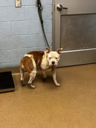 Shelter Stray Male Dog last seen Near Bouldercrest Rd Ellenwood, 30294, 30294, GA, 3280 Chamblee Dunwoody Rd, Chamblee, GA 30341, USA