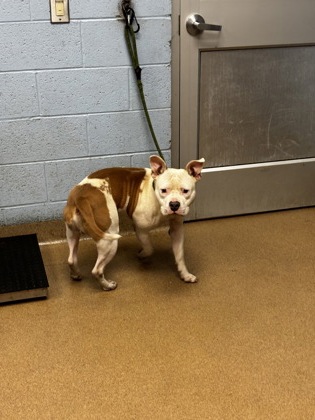 Shelter Stray Male Dog last seen Near Bouldercrest Rd Ellenwood, 30294, 30294, GA, 3280 Chamblee Dunwoody Rd, Chamblee, GA 30341, USA
