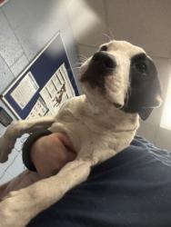 Shelter Stray Female Dog last seen Near Lineview Drive Ellenwood, 30294, 30294, GA, 3280 Chamblee Dunwoody Rd, Chamblee, GA 30341, USA