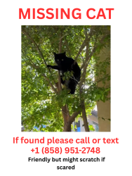 Lost Female Cat last seen 4s Ranch / Del Norte Area, San Diego, CA 92127
