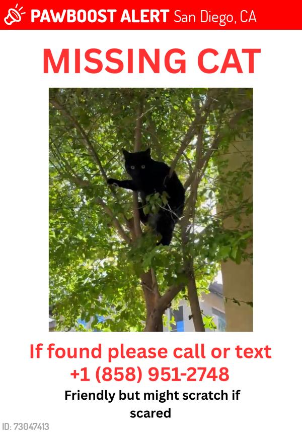 Lost Female Cat last seen 4s Ranch / Del Norte Area, San Diego, CA 92127