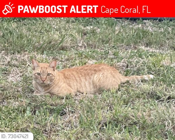 Lost Male Cat last seen SW 10th Place and Ceitus Terrace, Cape Coral, FL 33991