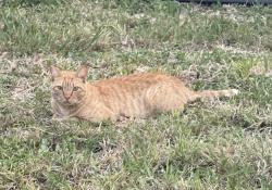 Lost Male Cat last seen SW 10th Place and Ceitus Terrace, Cape Coral, FL 33991