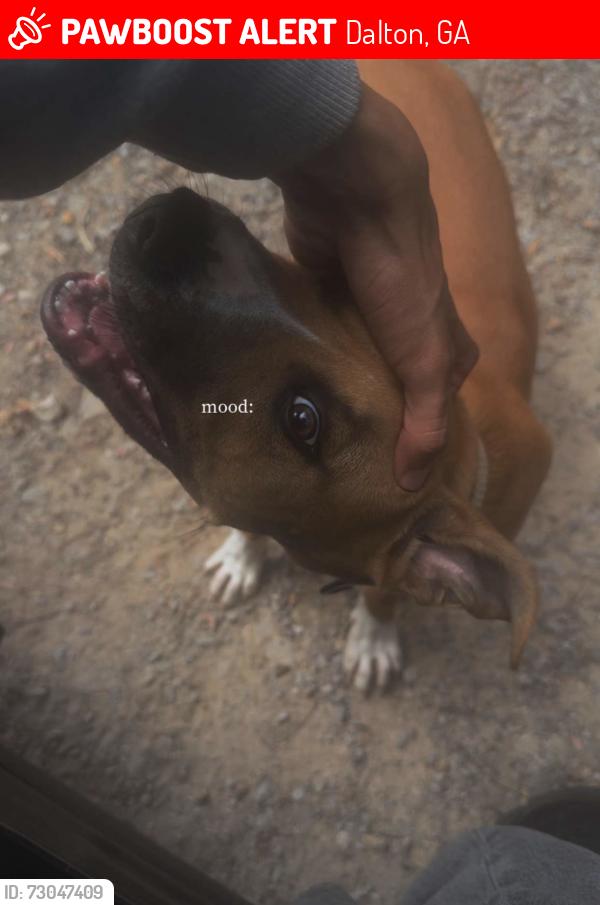 Lost Male Dog last seen Cleveland hwy, Dalton, GA 30721