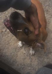 Lost Male Dog last seen Cleveland hwy, Dalton, GA 30721