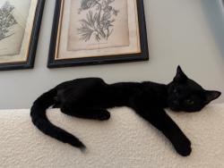 Lost Male Cat last seen Near sherrington RD, Murfreesboro TN 37128, Murfreesboro, TN 37128