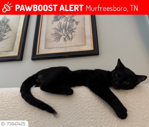Lost Male Cat last seen Near sherrington RD, Murfreesboro TN 37128, Murfreesboro, TN 37128