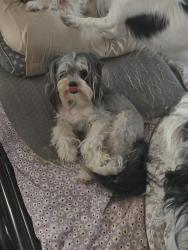Reunited Male Dog last seen Arkansas and great southwest by the airport, Grand Prairie, TX 75052