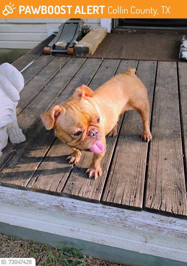 Found/Stray Female Dog last seen Eagle point rd, Collin County, TX 75495