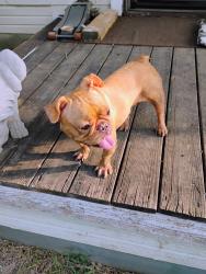 Found/Stray Female Dog last seen Eagle point rd, Collin County, TX 75495
