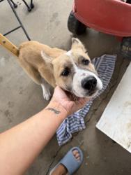 Found/Stray Male Dog last seen 81st and 129th, Broken Arrow, OK 74012