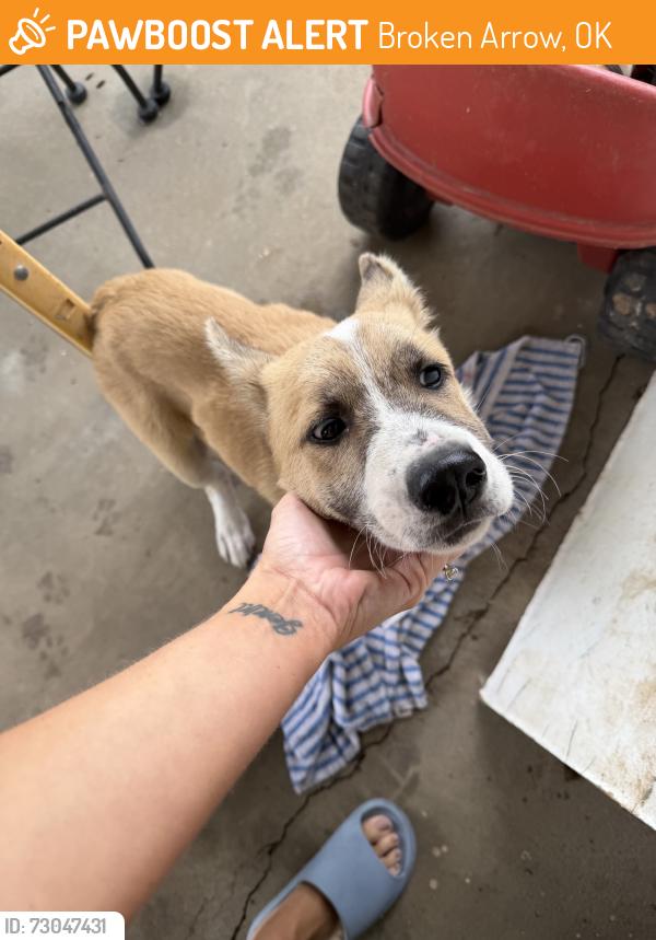 Found/Stray Male Dog last seen 81st and 129th, Broken Arrow, OK 74012