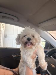 Reunited Male Dog last seen Near Central Davis Jr High, Layton, UT 84041