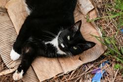 Lost Female Cat last seen Rio mills road, Albemarle County, VA 22936