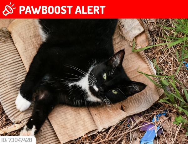 Lost Female Cat last seen Rio mills road, Albemarle County, VA 22936