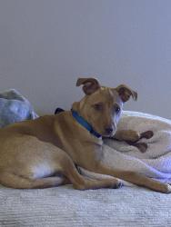 Found/Stray Female Dog last seen 141st & Harvard, Bixby, OK 74008