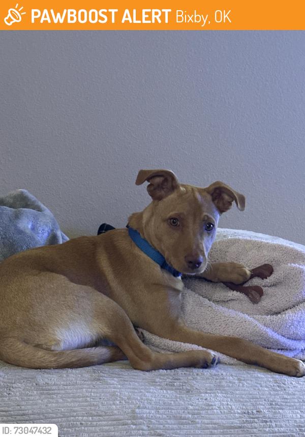 Found/Stray Female Dog last seen 141st & Harvard, Bixby, OK 74008
