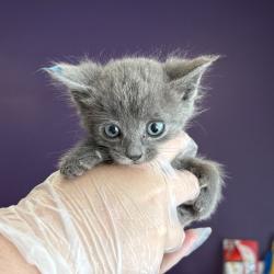 Shelter Stray Male Cat last seen Near W 1300 S, SALT LAKE CITY, UT, 84104, 511 W 3900 S, Salt Lake City, UT 84123, USA