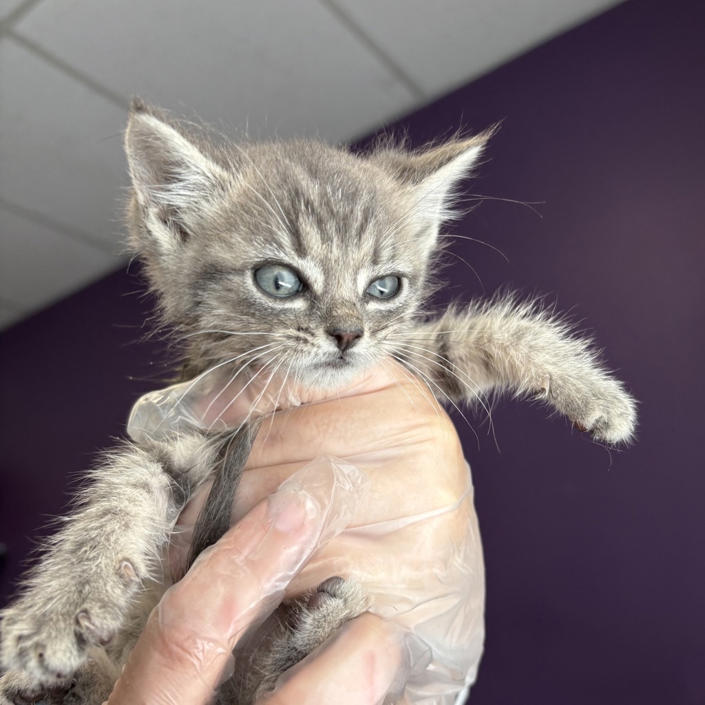 Shelter Stray Female Cat last seen Near W 1300 S, SALT LAKE CITY, UT, 84104, 511 W 3900 S, Salt Lake City, UT 84123, USA