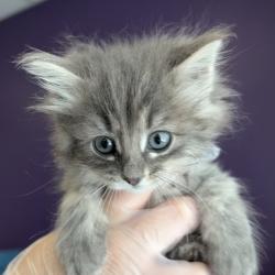 Shelter Stray Female Cat last seen Near W 1300 S, SALT LAKE CITY, UT, 84104, 511 W 3900 S, Salt Lake City, UT 84123, USA