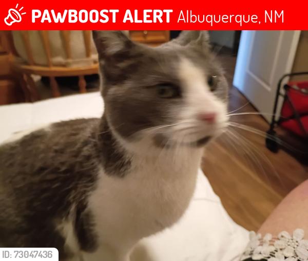 Lost Female Cat last seen Coors and Bluewater, Albuquerque, NM 87121