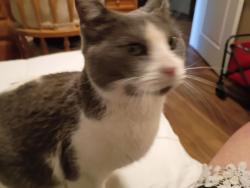 Lost Female Cat last seen Coors and Bluewater, Albuquerque, NM 87121