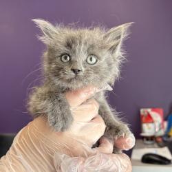 Shelter Stray Female Cat last seen Near W 1300 S, SALT LAKE CITY, UT, 84104, 511 W 3900 S, Salt Lake City, UT 84123, USA