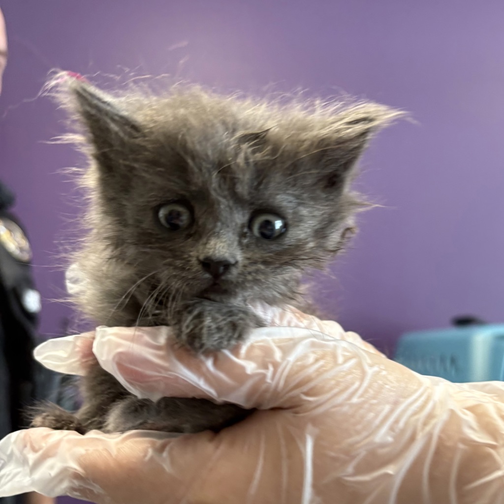 Shelter Stray Female Cat last seen Near W 1300 S, SALT LAKE CITY, UT, 84104, 511 W 3900 S, Salt Lake City, UT 84123, USA