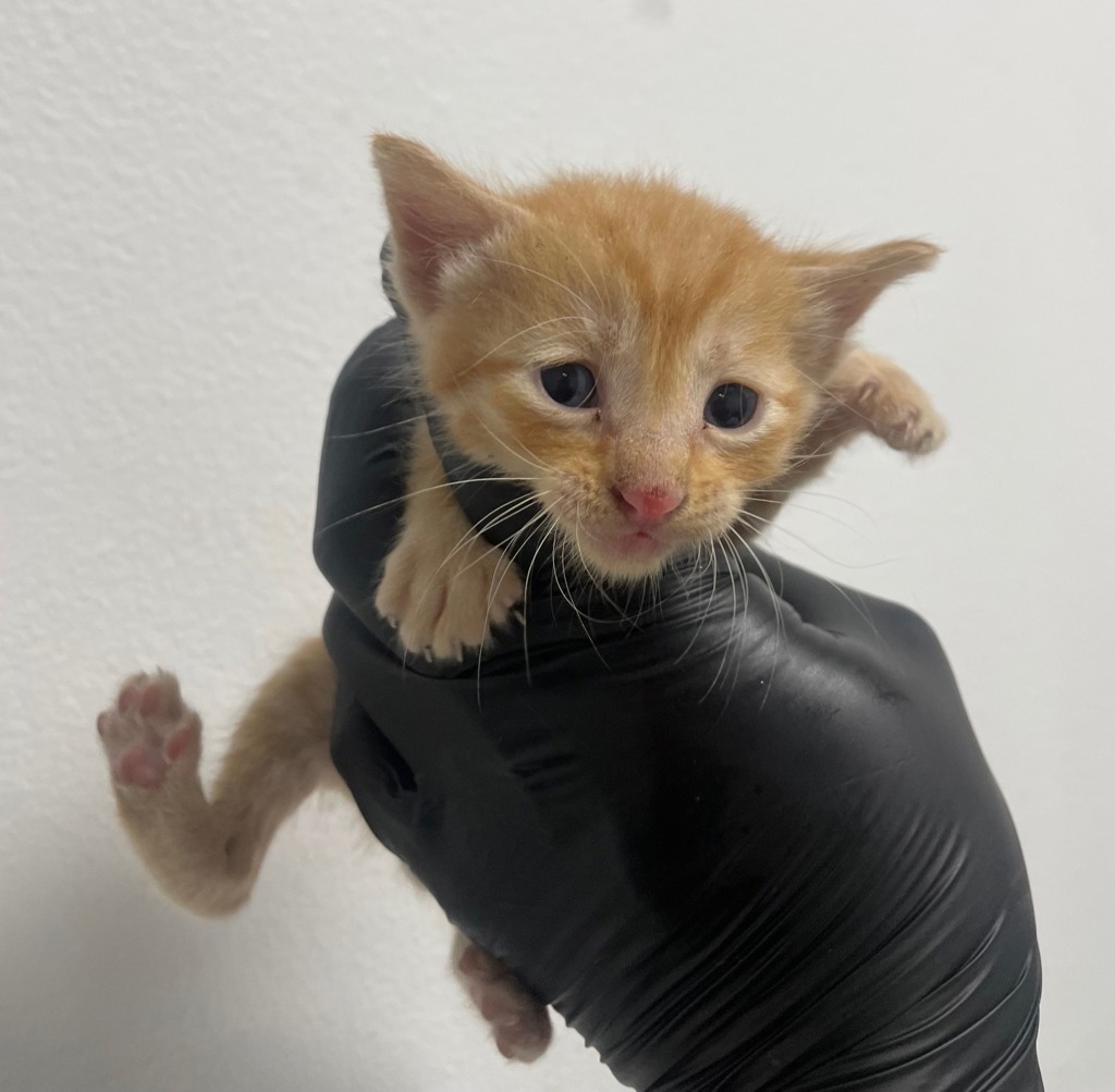Shelter Stray Male Cat last seen San Diego, CA, 92110, 5500 Gaines St, San Diego, CA 92110, USA
