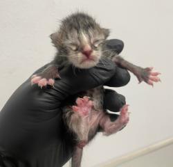 Shelter Stray Female Cat last seen Imperial Beach, CA, 91932, 5500 Gaines St, San Diego, CA 92110, USA