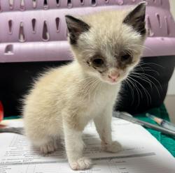 Shelter Stray Female Cat last seen Near Linnell Avenue, SAN LEANDRO, CA, 94578, 8323 Baldwin St, Oakland, CA 94621, USA
