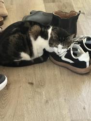 Lost Female Cat last seen Willowside Rd, Jahn Drive, Santa Rosa, CA 95401