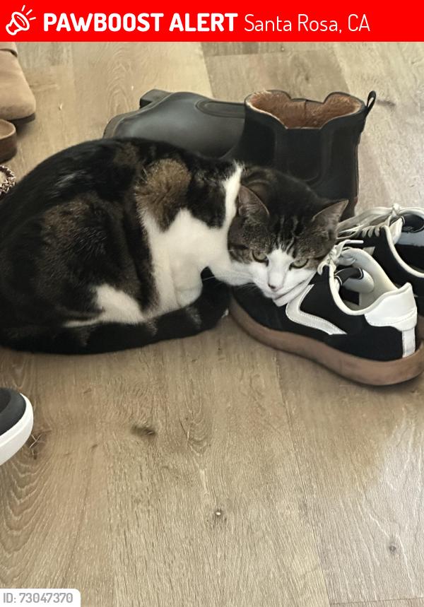 Lost Female Cat last seen Willowside Rd, Jahn Drive, Santa Rosa, CA 95401