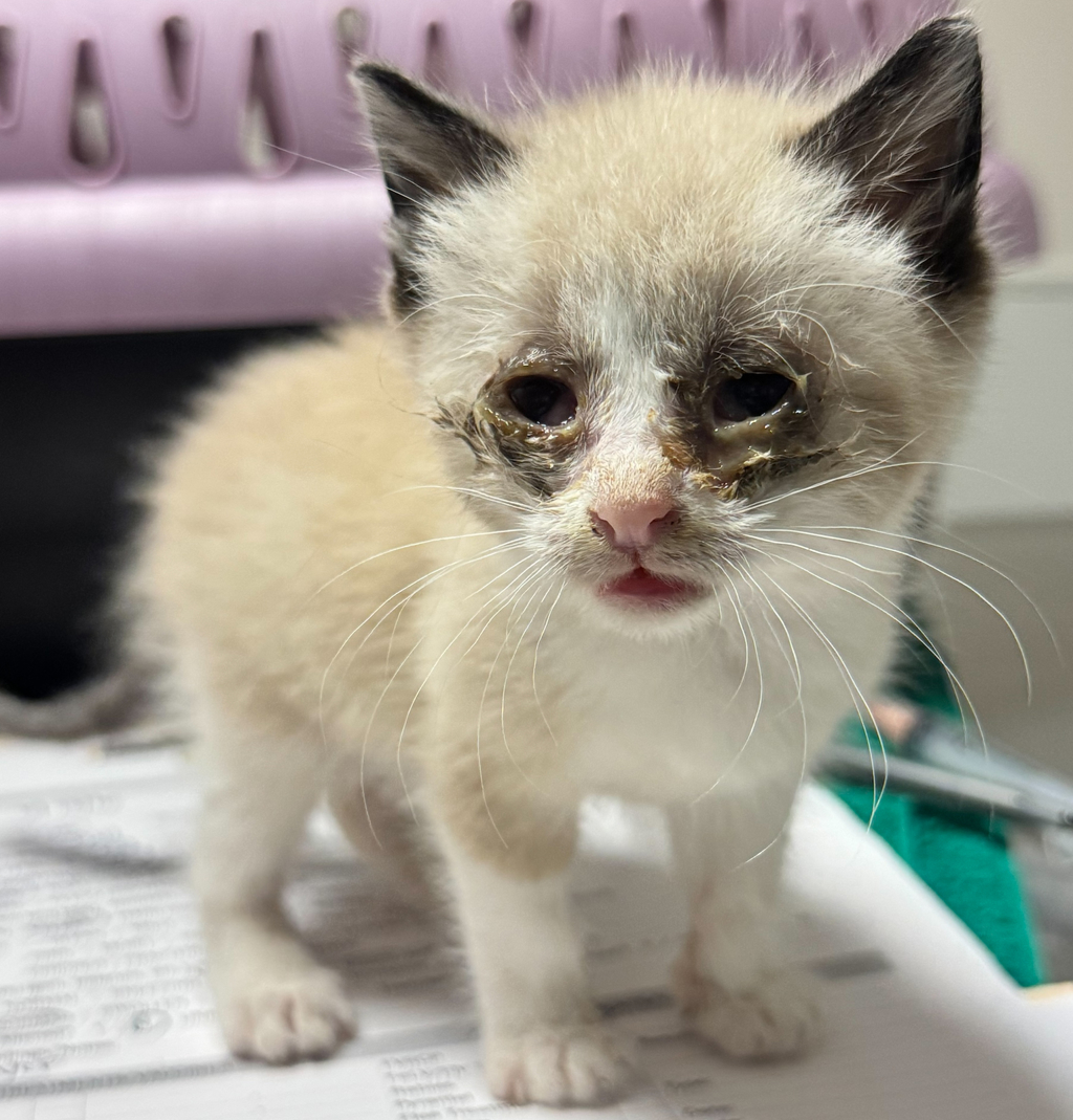 Shelter Stray Female Cat last seen Near Linnell Avenue, SAN LEANDRO, CA, 94578, 8323 Baldwin St, Oakland, CA 94621, USA