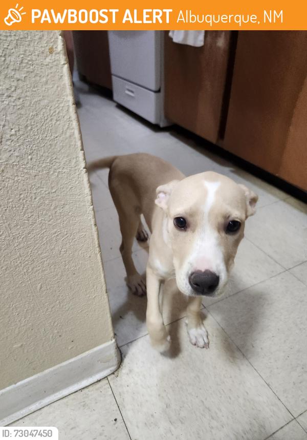 Found/Stray Unknown Dog last seen Bridge and sunset rd, Albuquerque, NM 87102