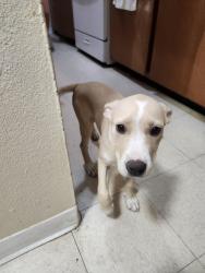 Found/Stray Unknown Dog last seen Bridge and sunset rd, Albuquerque, NM 87102