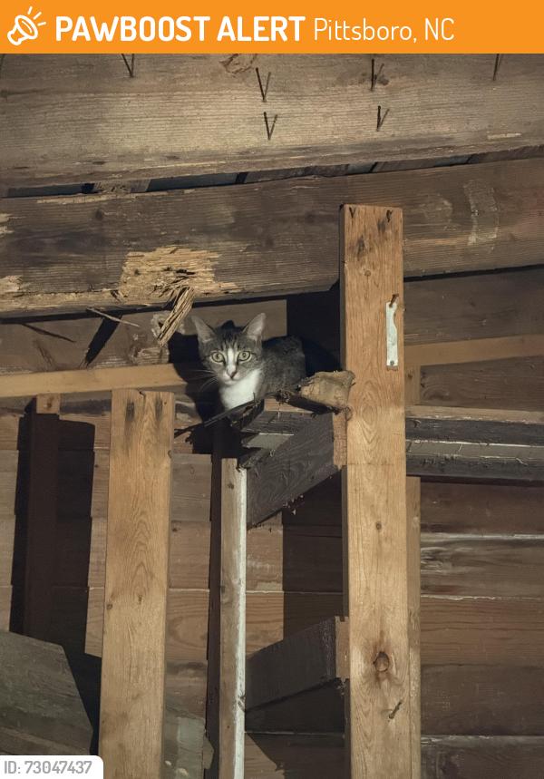 Found/Stray Unknown Cat last seen Redgate Rd/Mt Gilead Church Rd, Pittsboro, NC 27312