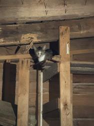 Found/Stray Unknown Cat last seen Redgate Rd/Mt Gilead Church Rd, Pittsboro, NC 27312