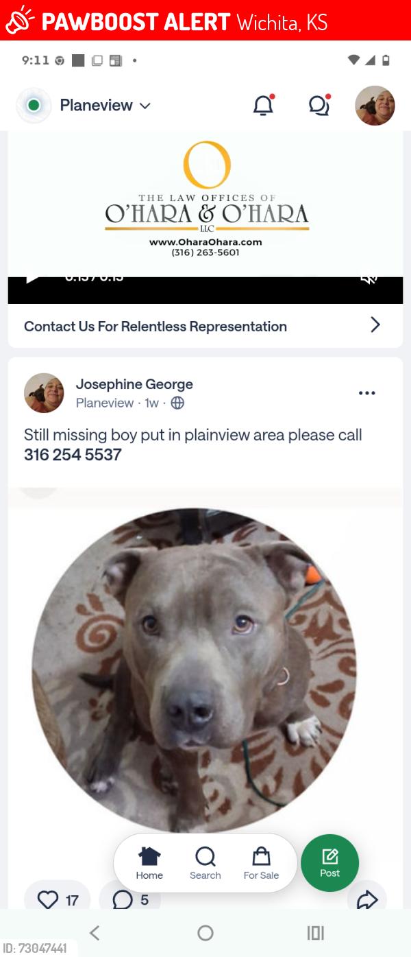 Lost Male Dog last seen Pawnee n hillside, Wichita, KS 67210
