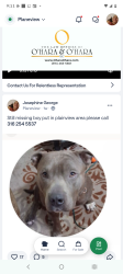 Lost Male Dog last seen Pawnee n hillside, Wichita, KS 67210