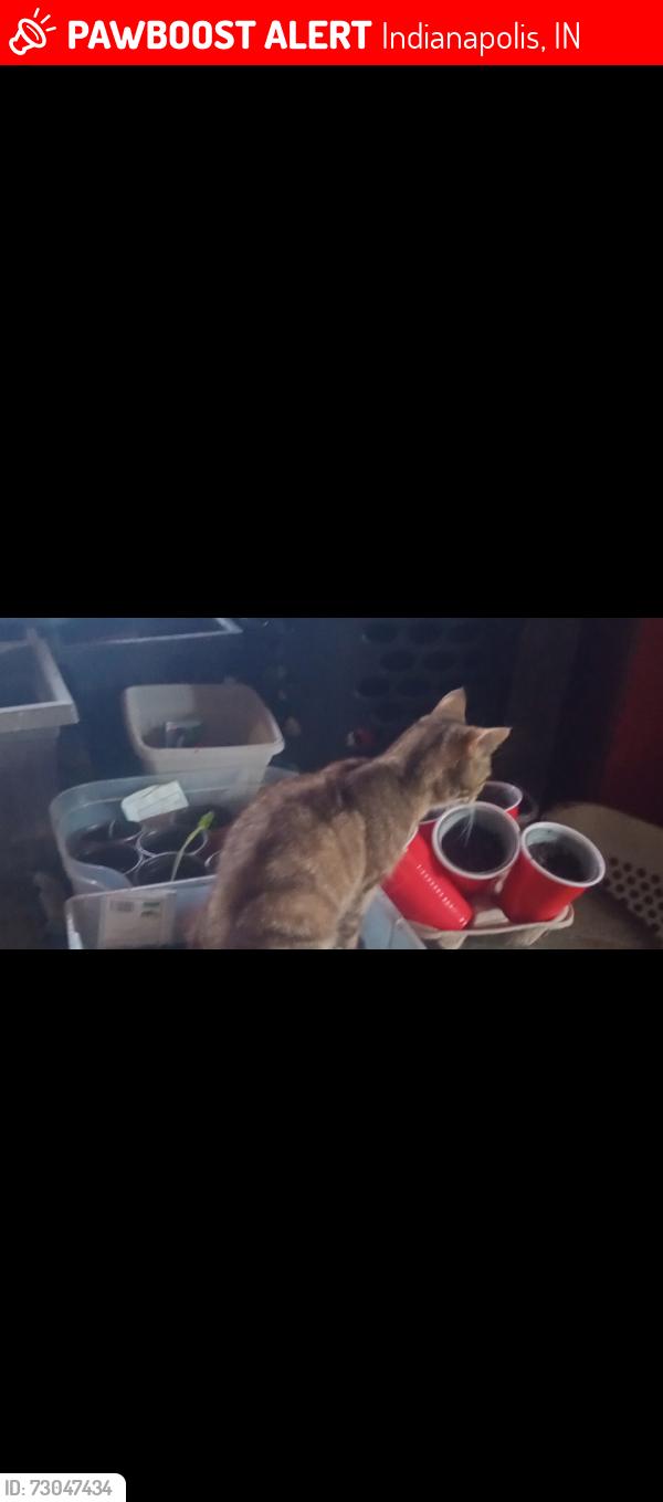 Lost Male Cat last seen Kentucky ave marshill friendly market, Indianapolis, IN 46241