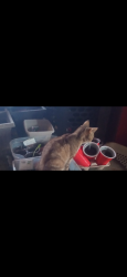 Lost Male Cat last seen Kentucky ave marshill friendly market, Indianapolis, IN 46241