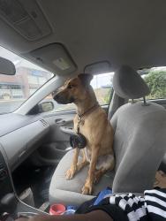 Found/Stray Male Dog last seen Rheem ave , Richmond, CA 94804