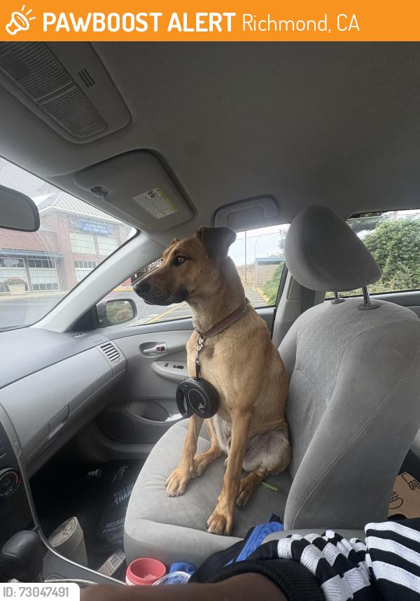 Found/Stray Male Dog last seen Rheem ave , Richmond, CA 94804