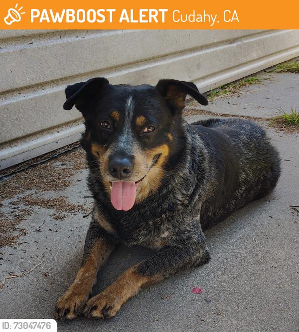 Found/Stray Male Dog last seen Near s near imperial highway , Cudahy, CA 90201